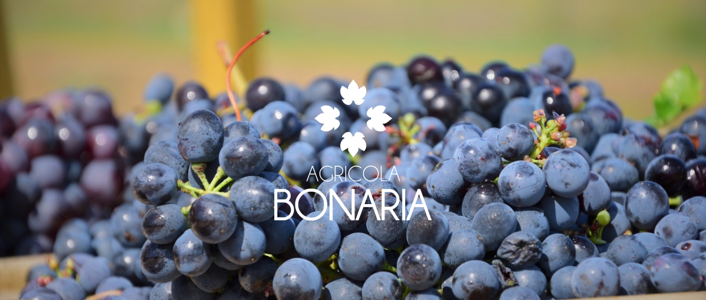 1 agricola bonaria hero